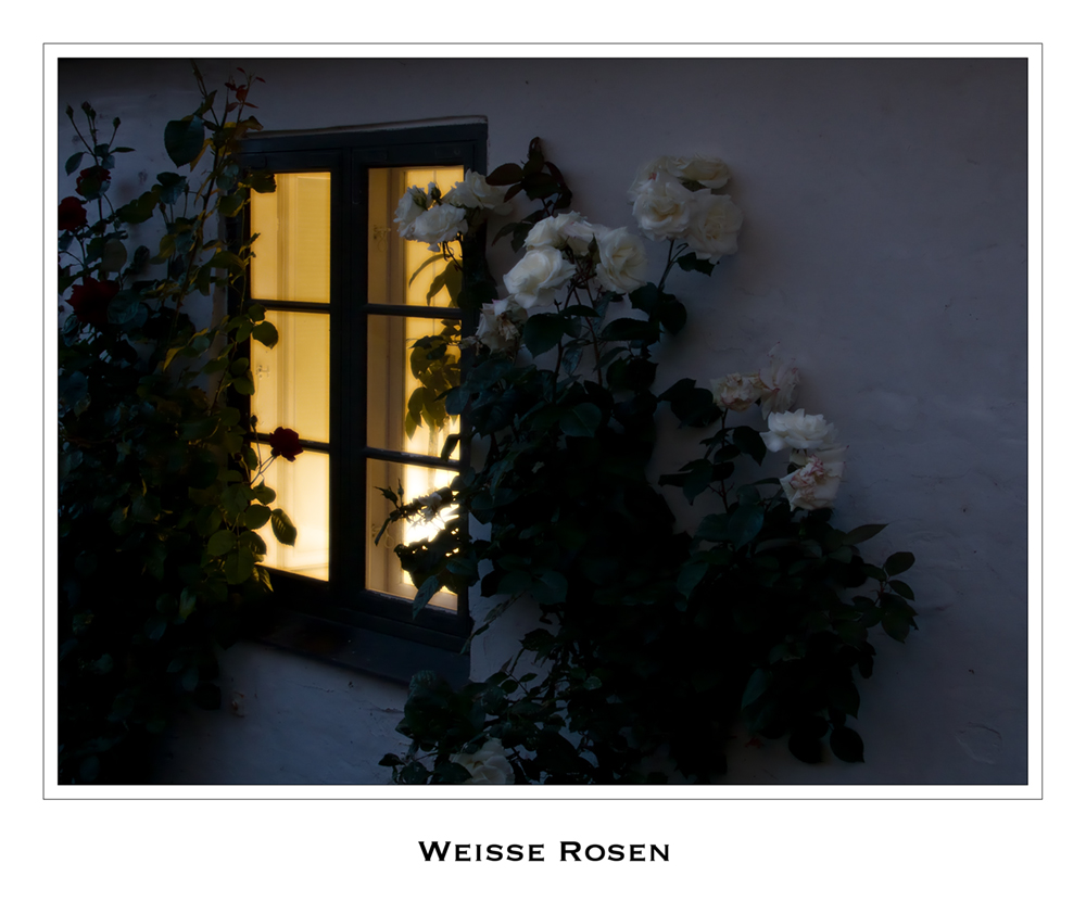Weiße Rosen vorm Fenster
