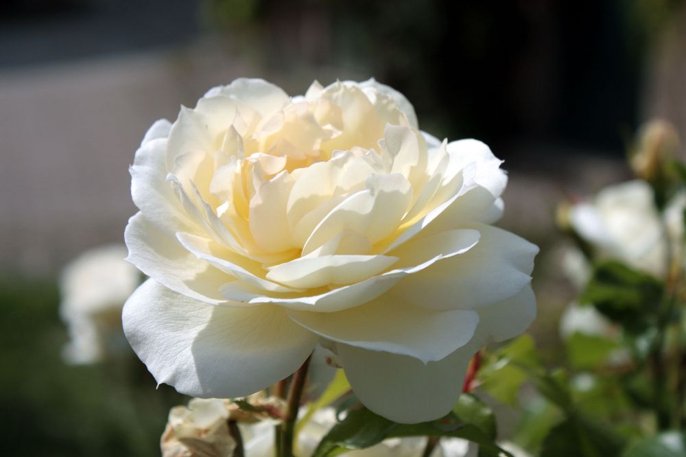 weiße Rosen zu Herbstwetter