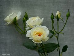Weiße Rosen zum Wochenende.