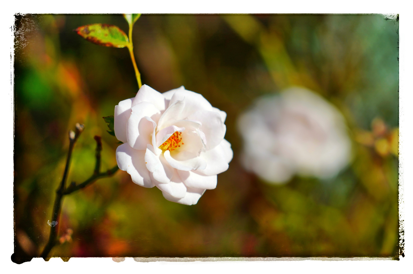Weiße Rosenblüte Ende September 