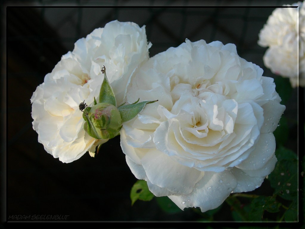 Weiße Rosenschönheit ...