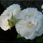 Weiße Rosenschönheit ...