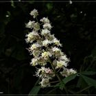 Weiße Roßkastanienblüte (II)
