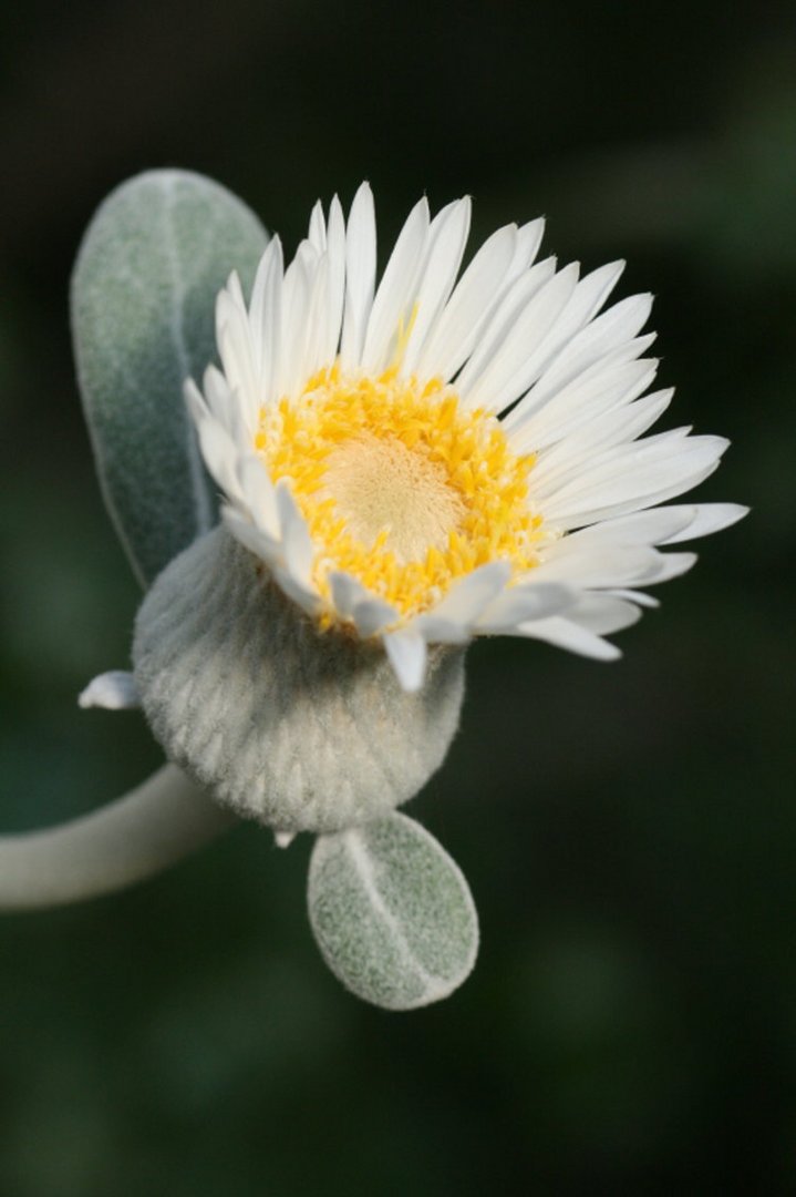 Weiße samtige klein Blüte