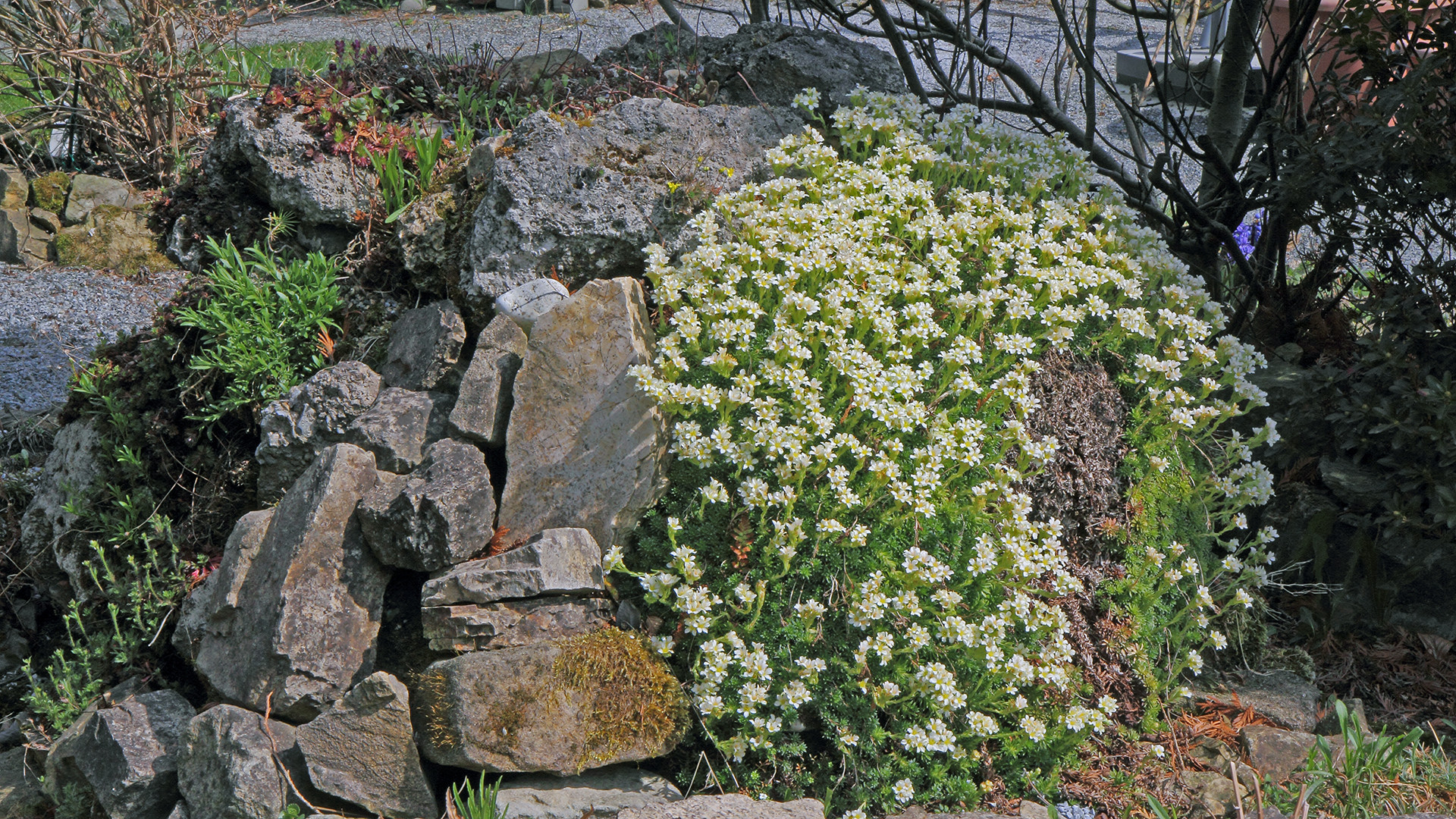 Weiße "Saxifragen" in "Riesenausdehnung" am Tufffelsen