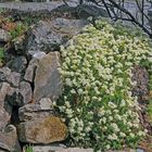 Weiße "Saxifragen" in "Riesenausdehnung" am Tufffelsen