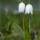 Weisse Schachblume