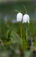 Weisse Schachblume