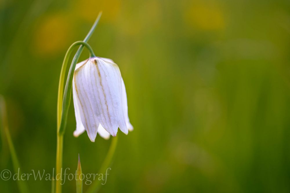 weisse Schachblume