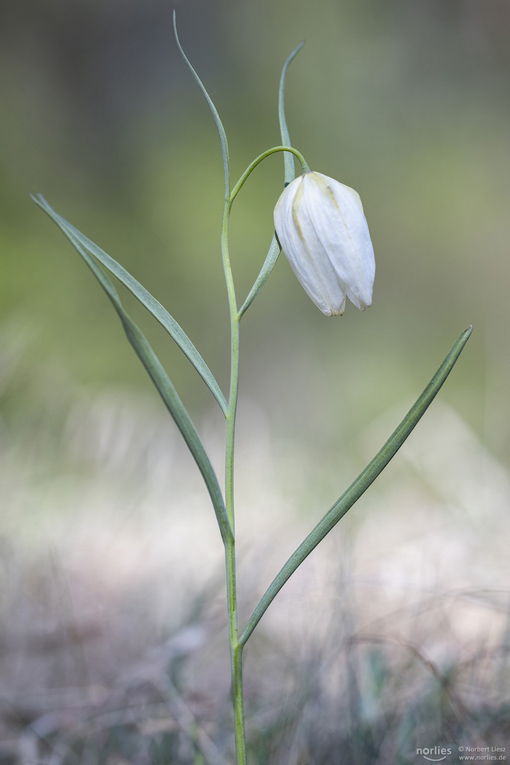 Weiße Schachbrettblume