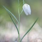 Weiße Schachbrettblume