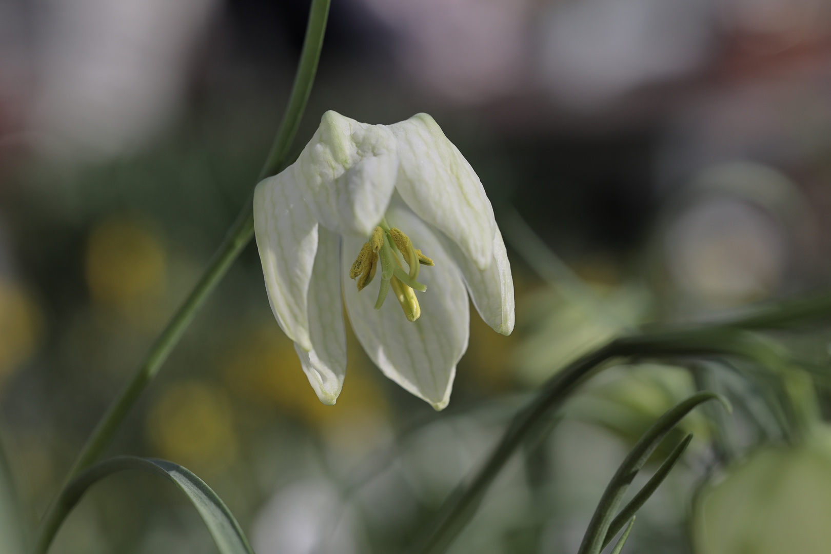  weiße Schachbrettblume