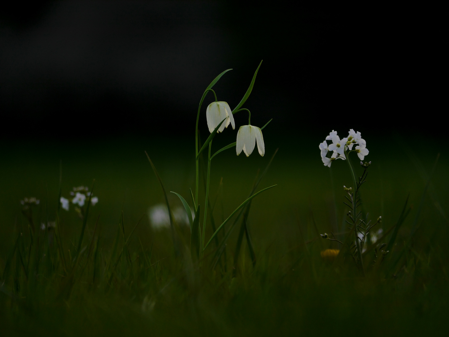 ... weiße Schachbrettblume ...