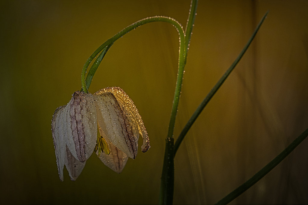 weiße Schachbrettblume