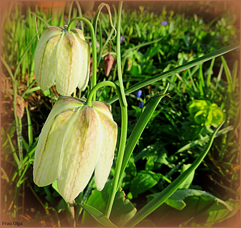 Weiße Schachbrettblume