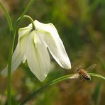 Weisse Schachbrettblume