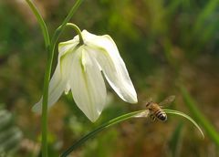 Weisse Schachbrettblume