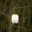 weiße Schachbrettblume