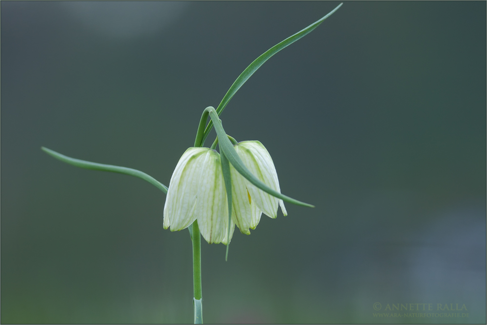 Weiße Schachbrettblume