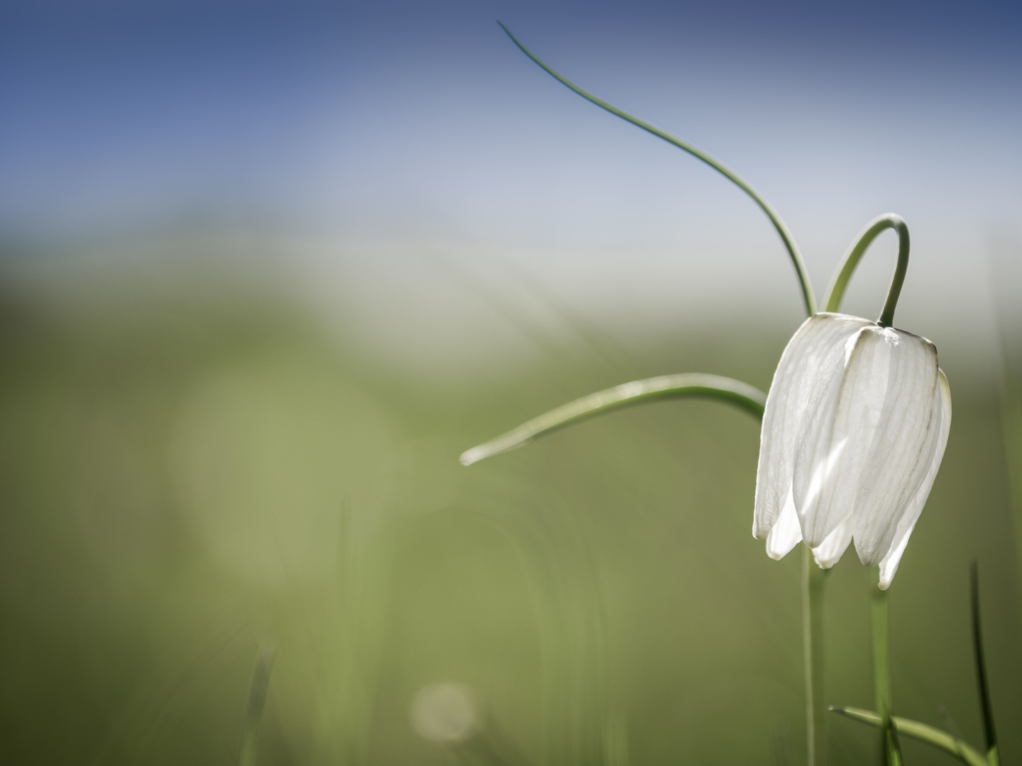 Weiße Schachbrettblume