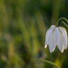 Weiße Schachbrettblume 