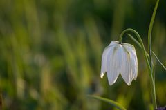 Weiße Schachbrettblume 