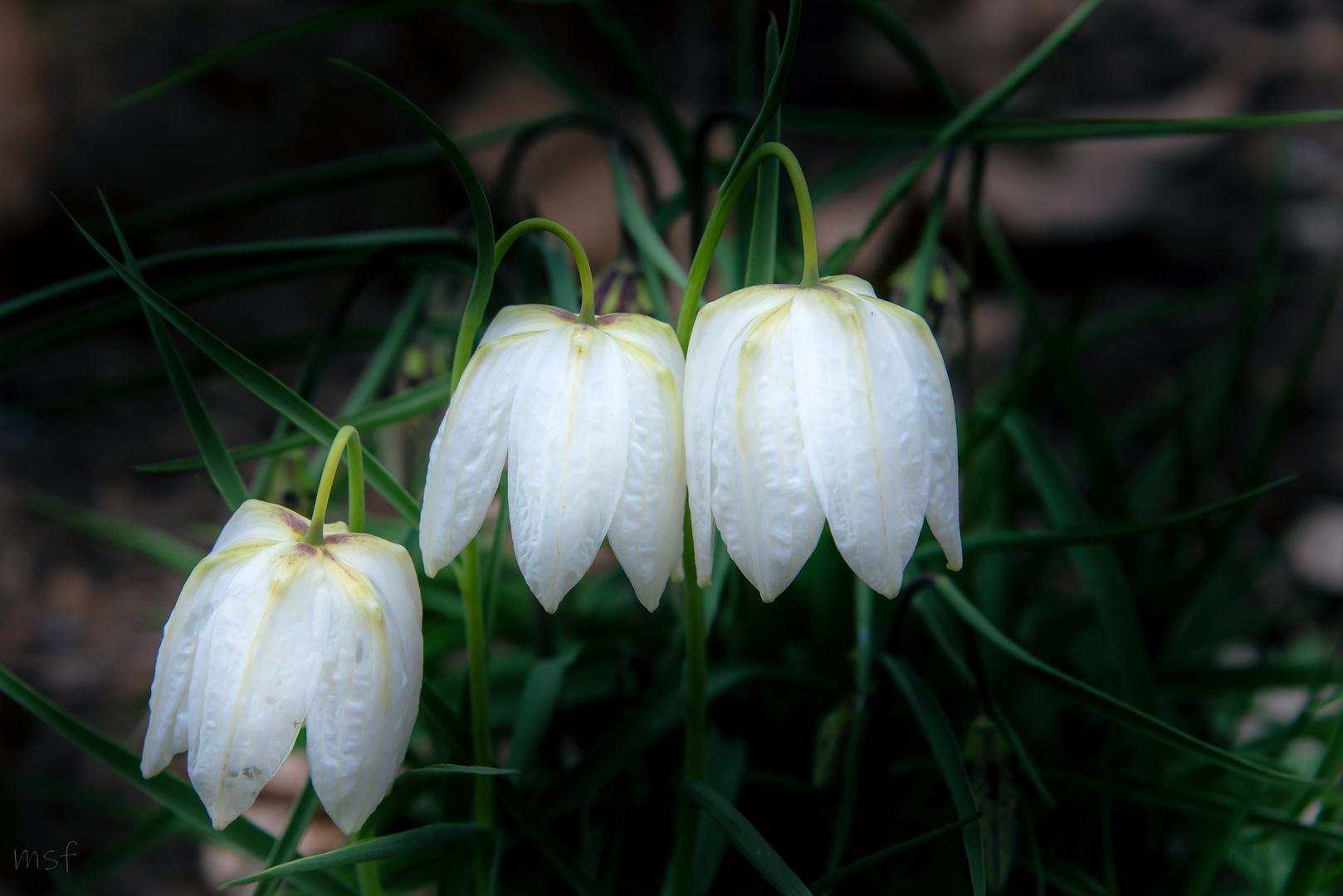 Weiße Schachbrettblume 