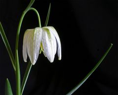 Weiße Schachbrettblume