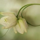 Weiße Schachbrettblume - fritillaria meleagris....