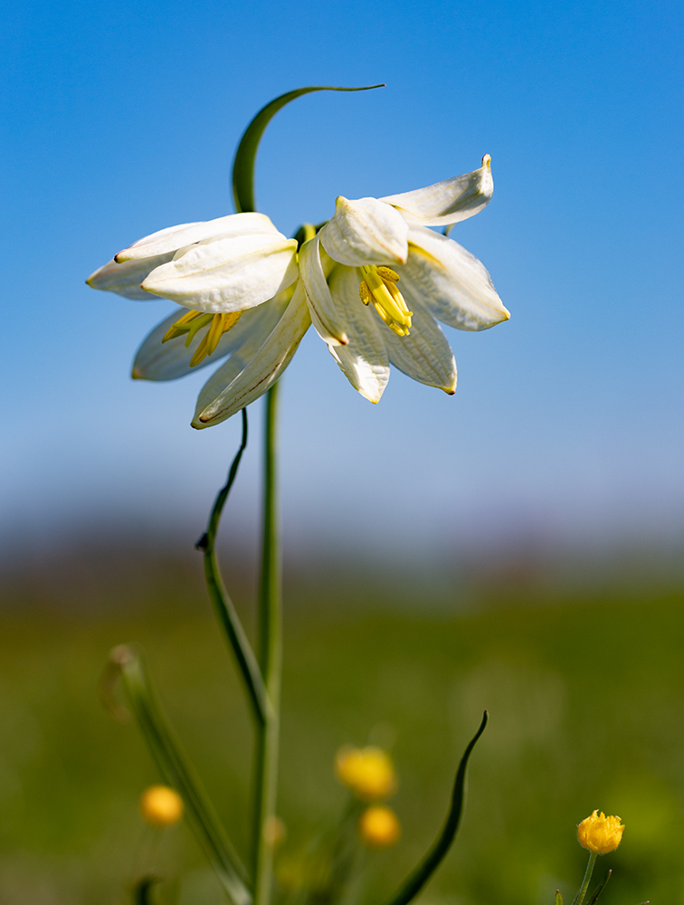 Weiße  Schachbrettblumen