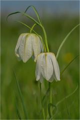 weiße Schachbrettblumen