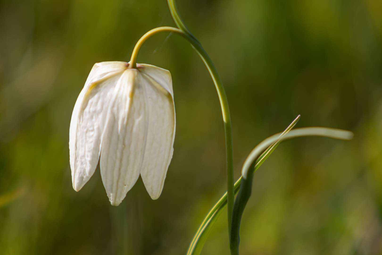 Weiße Schachbretttulpe