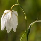 Weiße Schachbretttulpe