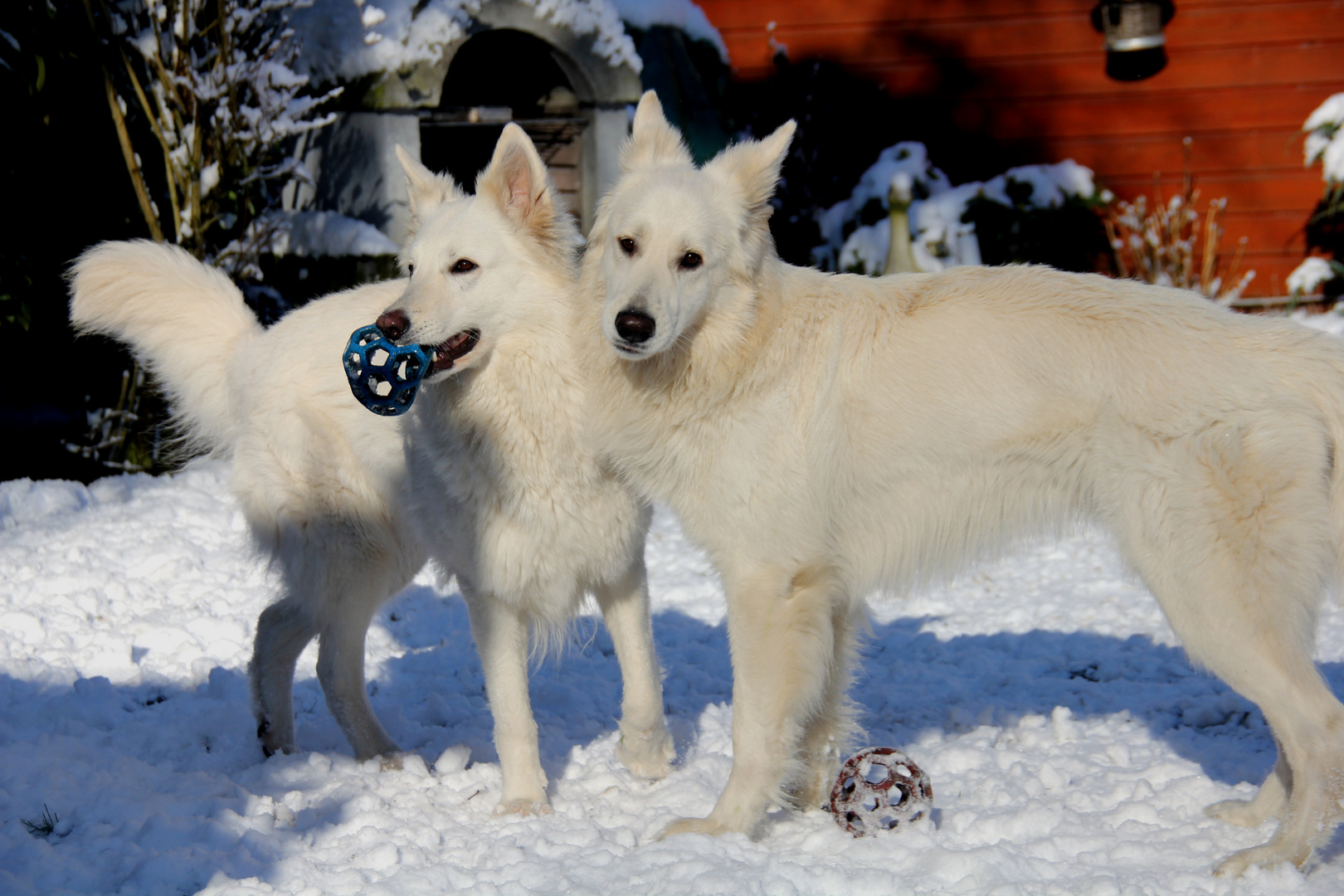 Weiße Schäferhunde