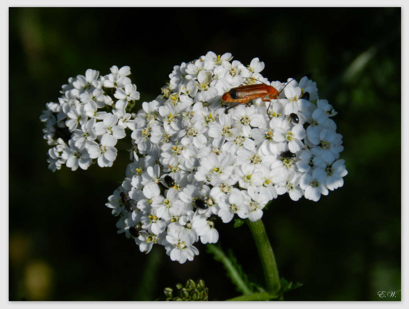 Weiße Schafgarbe - Achillea millefolium