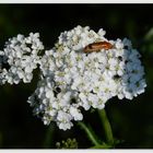 Weiße Schafgarbe - Achillea millefolium