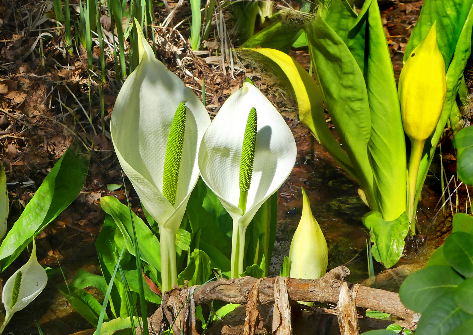  Weisse Scheincalla