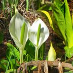  Weisse Scheincalla