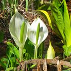  Weisse Scheincalla