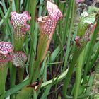 Weiße Schlauchpflanze Sarracenia leucophylla