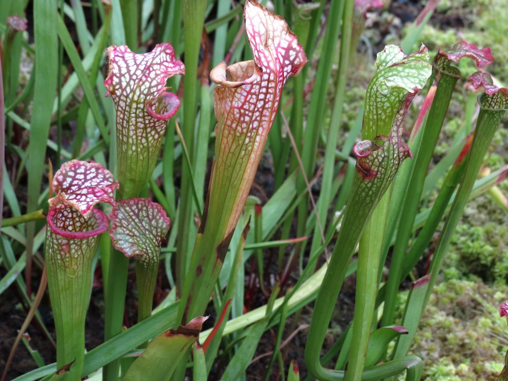 Weiße Schlauchpflanze Sarracenia leucophylla