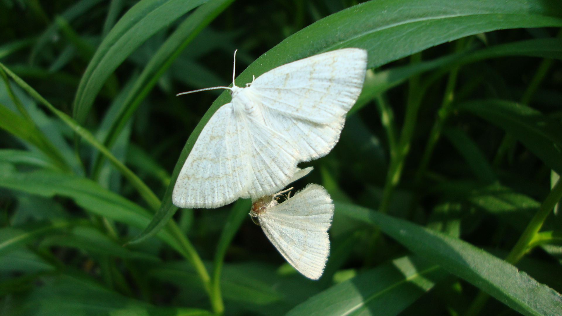 Weiße Schmetterlinge