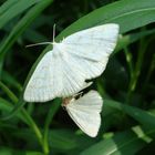 Weiße Schmetterlinge