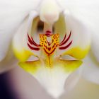 weiße Schmetterlingsorchidee