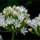 weiße Schmucklilie (Agapanthus)