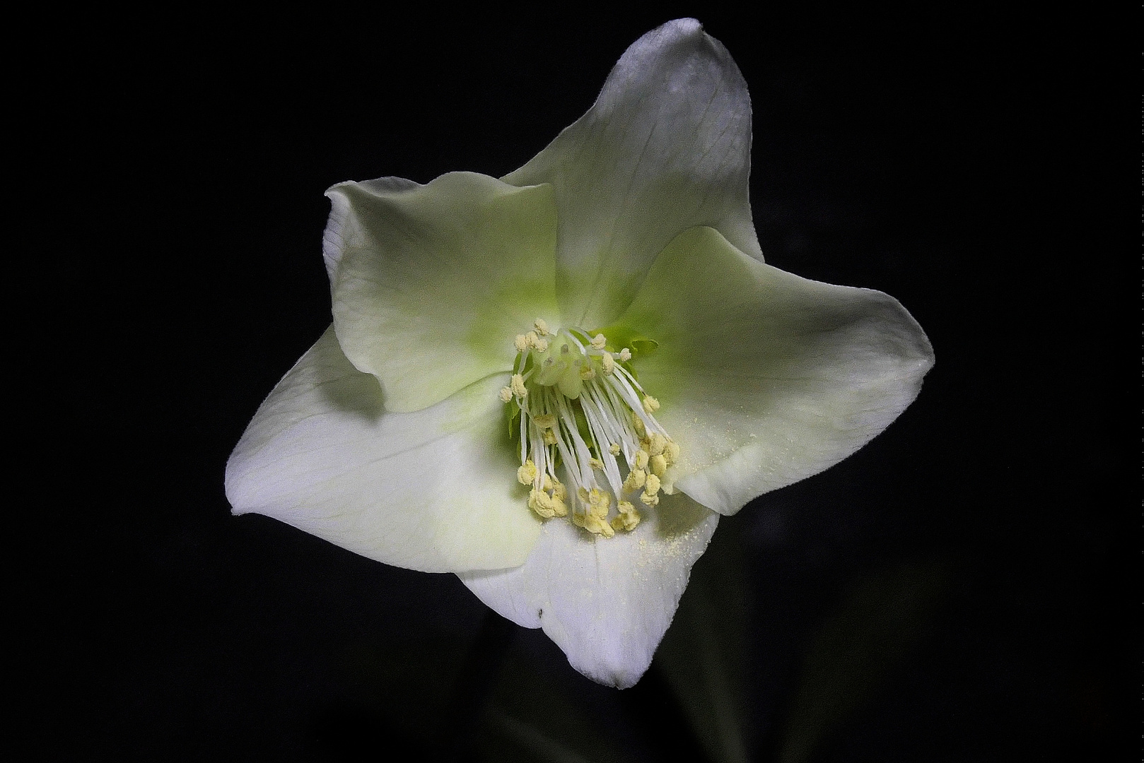 Weiße Schneerose 