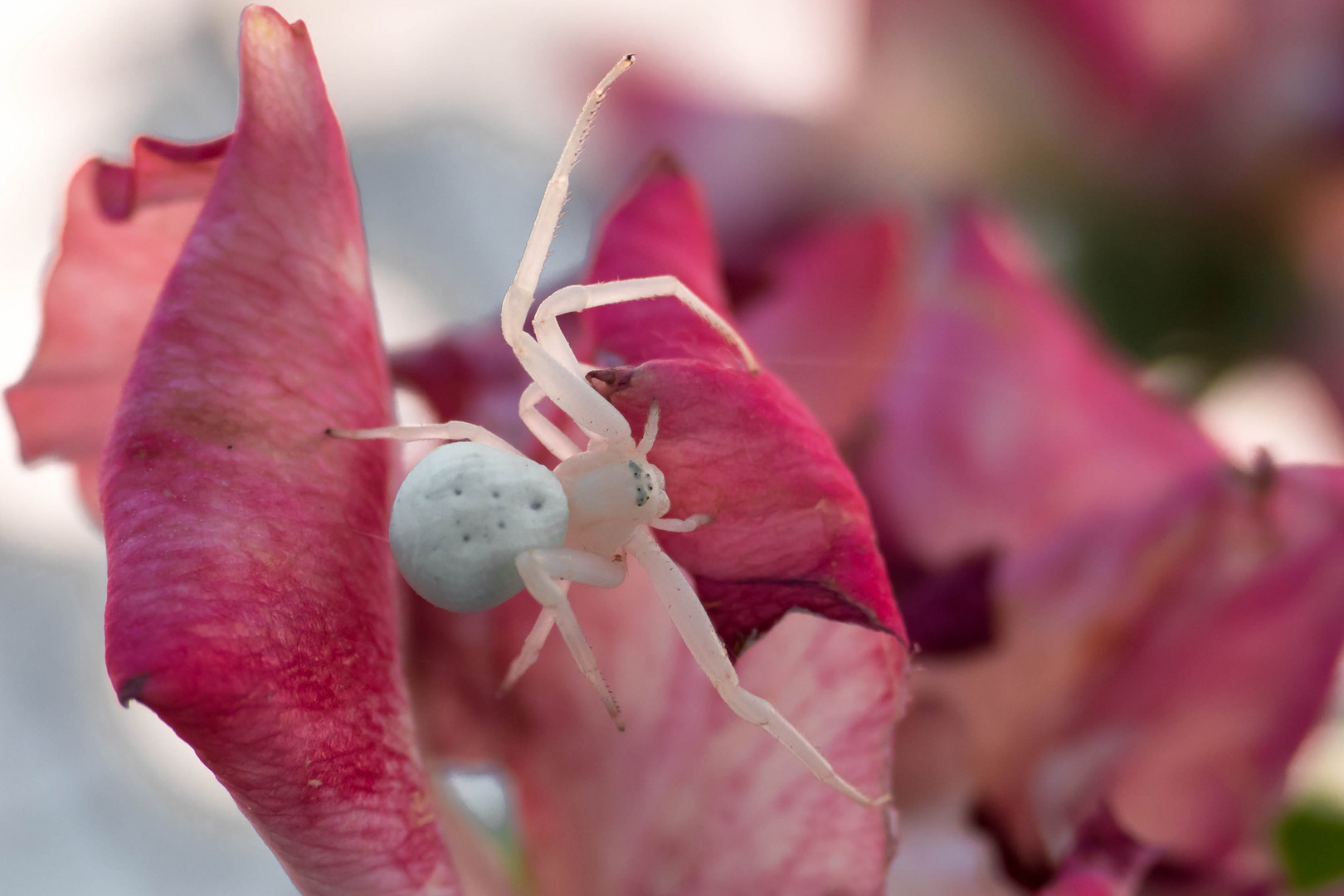 Weiße Schönheit auf Rose