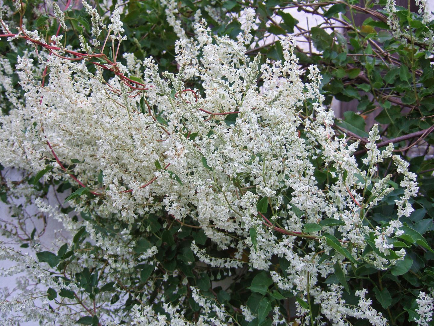 Weiße Schönheit im französischen Garten