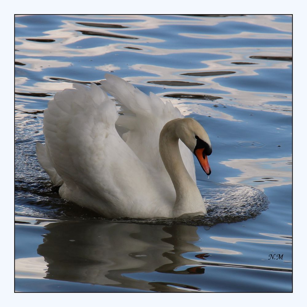 Weiße schönheit Schwan