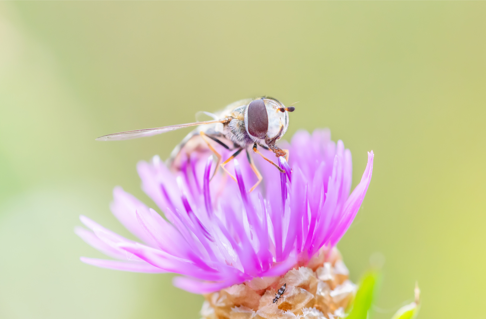 Weiße Schwebfliege